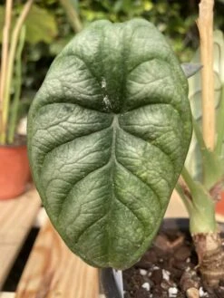 Alocasia Baginda "Dragon Scale" -Cheap Plantly Store IMG 1806