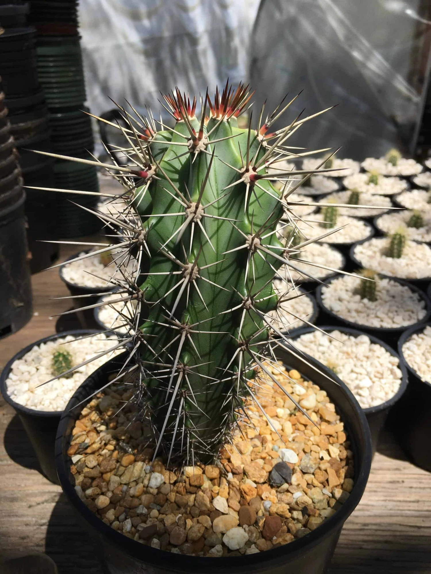 Stenocereus Chacalapensis 3 Stenocereus Chacalapensis