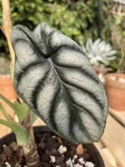 Alocasia Baginda "Dragon Scale" -Cheap Plantly Store IMG 1807