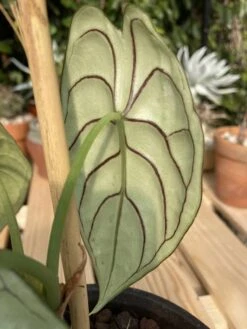 Alocasia Baginda "Dragon Scale" -Cheap Plantly Store IMG 1808