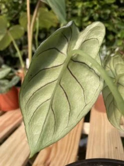 Alocasia Baginda "Dragon Scale" -Cheap Plantly Store IMG 1809