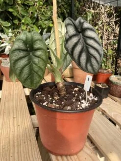 Alocasia Baginda "Dragon Scale"