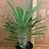 Madagascar Palm -- Pachypodium Lameiei -Cheap Plantly Store IMG 1823 1