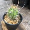 Echinopsis Chiloensis Var. Borealis -Cheap Plantly Store IMG 1839 rotated 1