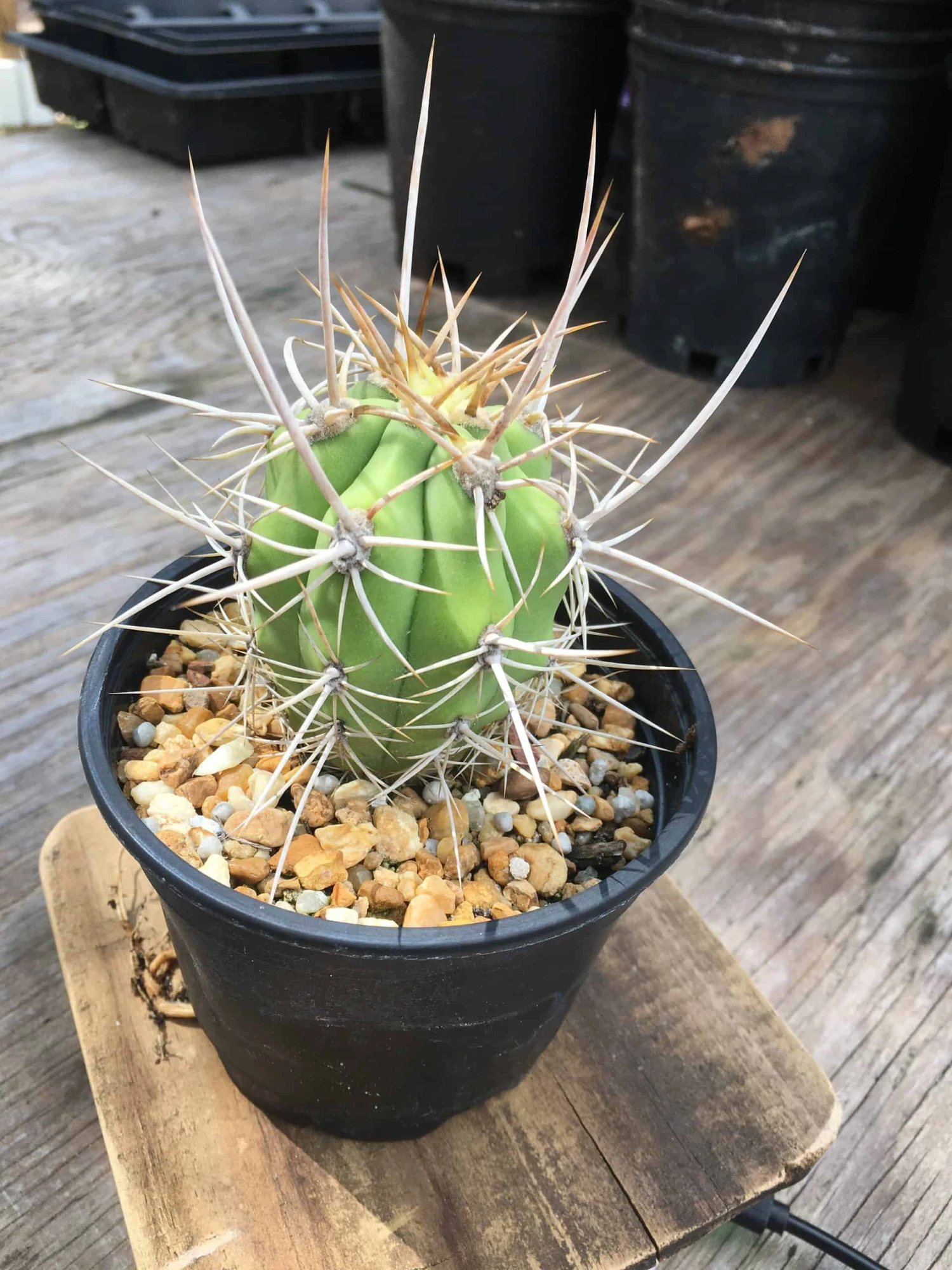 Echinopsis Chiloensis Var. Borealis 3 Echinopsis Chiloensis Var. Borealis