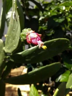 Opuntia Pear Spineless Cactus (2 Pads) Ships Free.