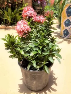 Ixora Coccinea Dwarf Pink Ships Free. -Cheap Plantly Store IMG 20200522 125612101 HDR