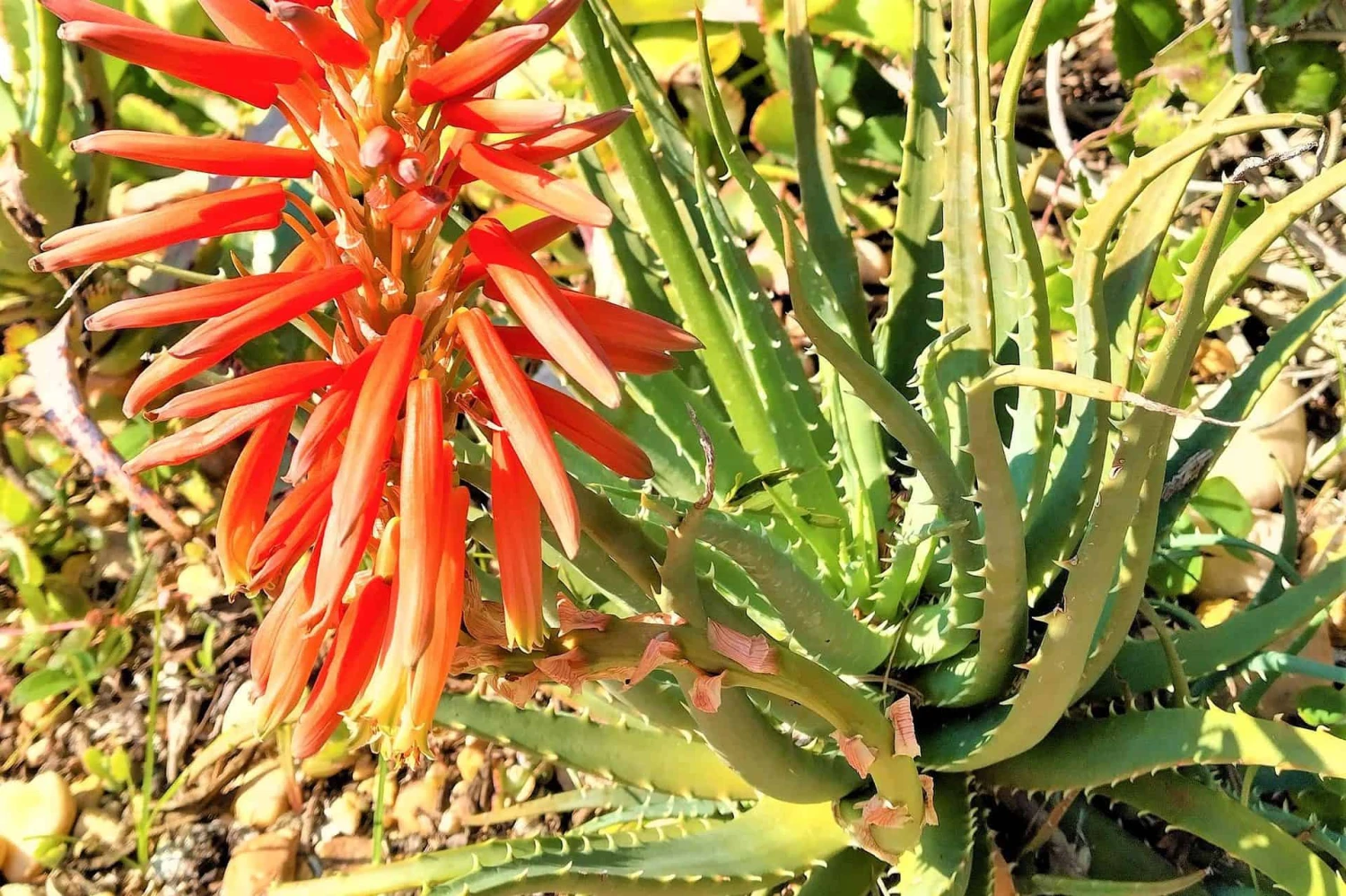 Lace Aloe Aristaloe Aristata Ships Free 5 Lace Aloe Aristaloe Aristata Ships Free - Image 3