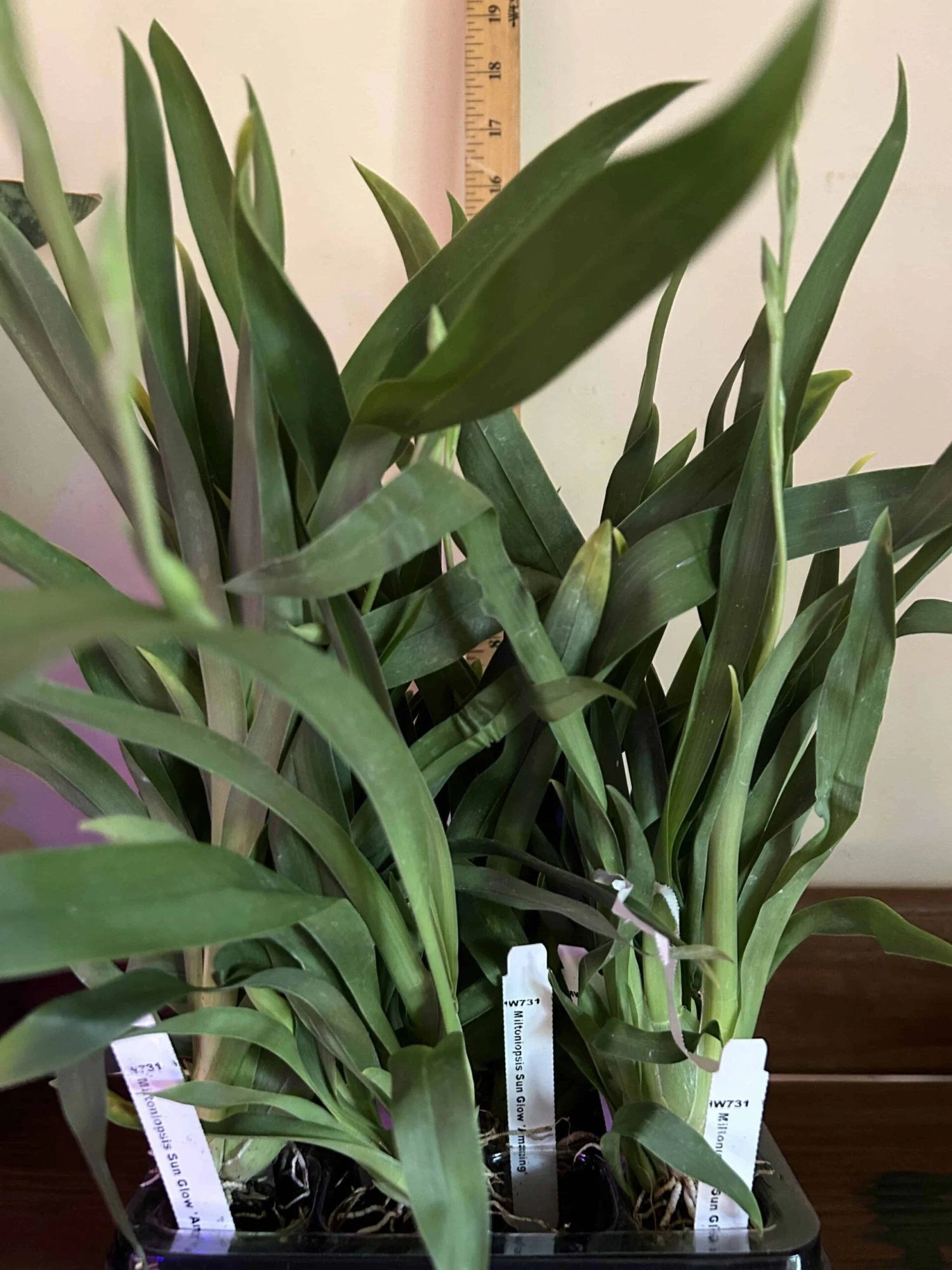 Miltoniopsis Sunglow "Amazing" 3 Miltoniopsis Sunglow "Amazing"