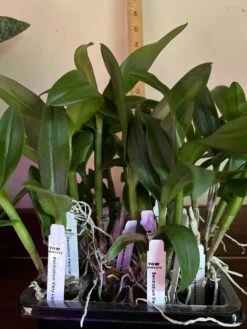 Dendrobium Vieny Light Purple