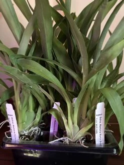 Odtna. Memoria Martin Orenstein "Lulu"