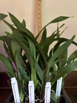 HWra. Lava Burst "Puanani"