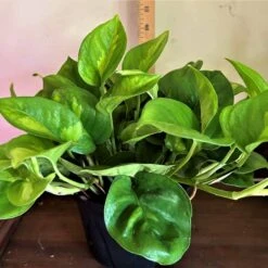 Pothos Global Green