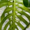 Monstera "brazilian" Common Form -Cheap Plantly Store IMG 2223