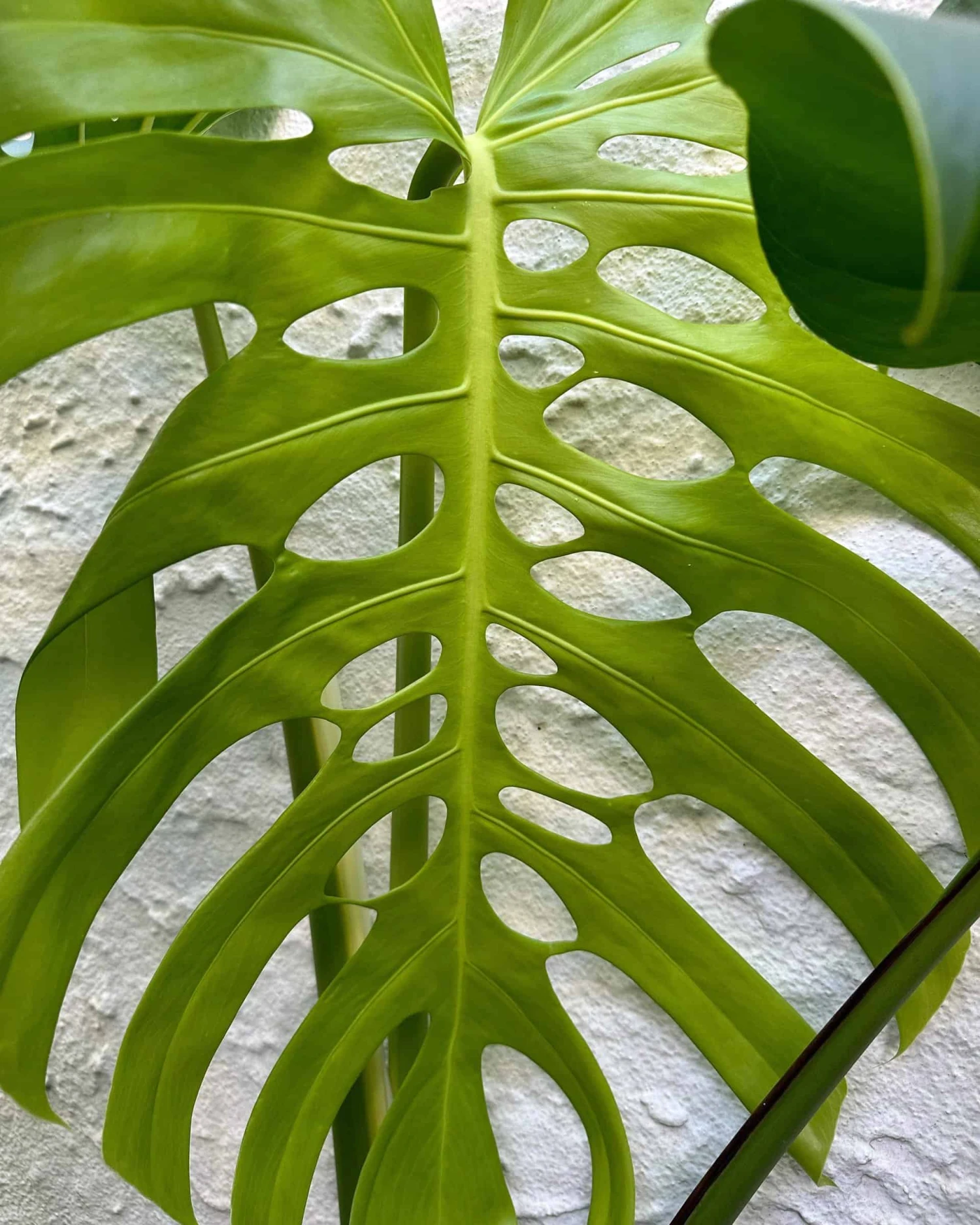 Monstera "brazilian" Common Form 3 Monstera "brazilian" Common Form