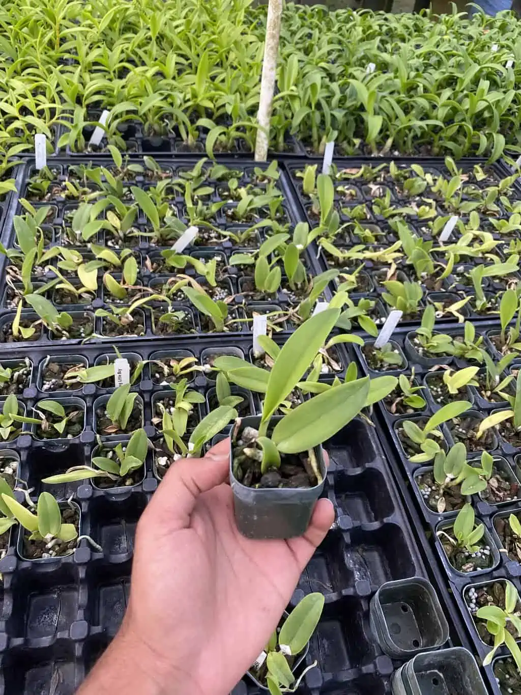 Cattleya Orchid Rlc Shinfong 'little Boy' Comes In 2" Pot 4 Cattleya Orchid Rlc Shinfong 'little Boy' Comes In 2" Pot - Image 2