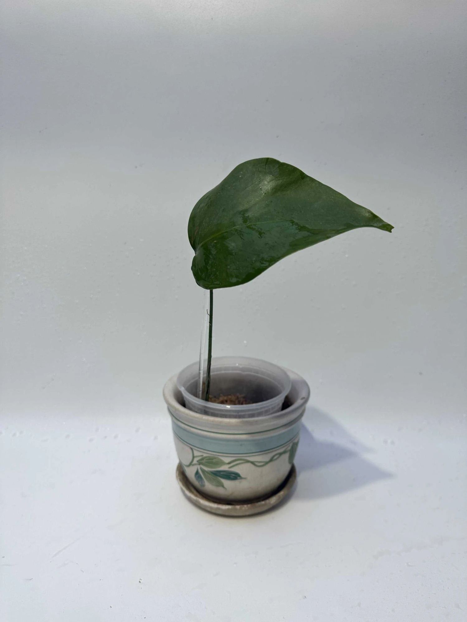 Monstera "brazilian" Common Form 15 Monstera "brazilian" Common Form - Image 13