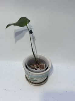 Monstera "brazilian" Common Form 26 Monstera "brazilian" Common Form -Cheap Plantly Store IMG 2257 rotated 1