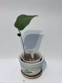 Monstera "brazilian" Common Form 25 Monstera "brazilian" Common Form -Cheap Plantly Store IMG 2258 rotated 1