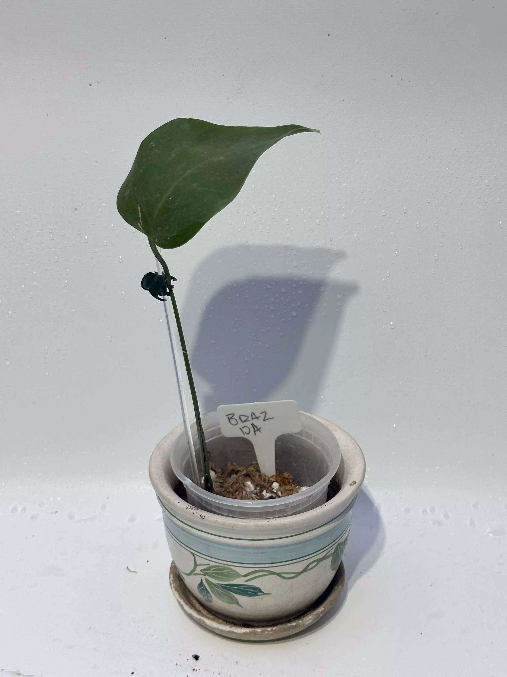 Monstera "brazilian" Common Form 13 Monstera "brazilian" Common Form - Image 11