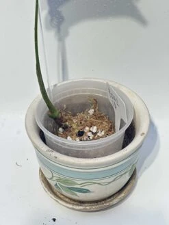 Monstera "brazilian" Common Form 24 Monstera "brazilian" Common Form -Cheap Plantly Store IMG 2259 rotated 1