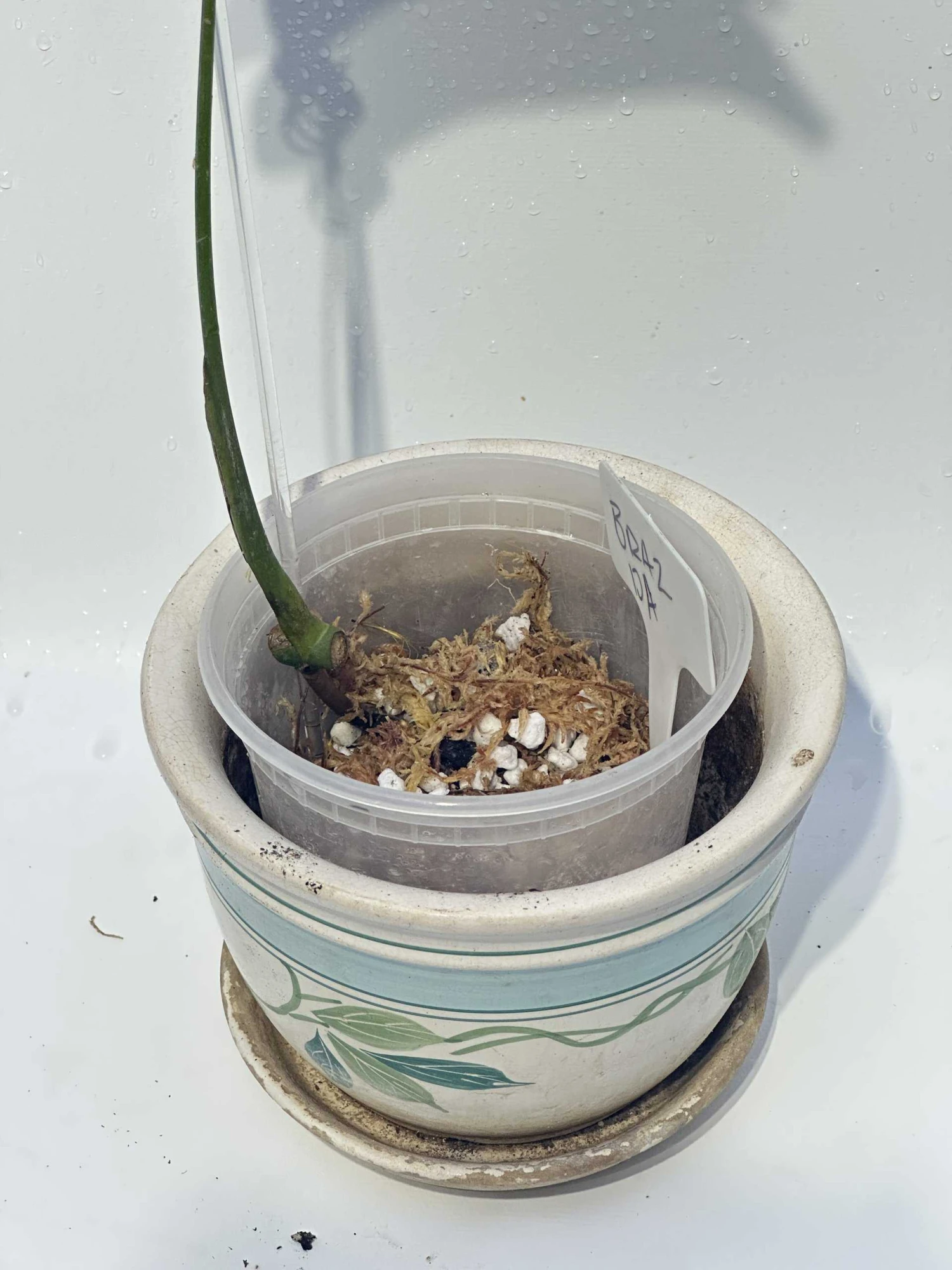 Monstera "brazilian" Common Form 12 Monstera "brazilian" Common Form - Image 10