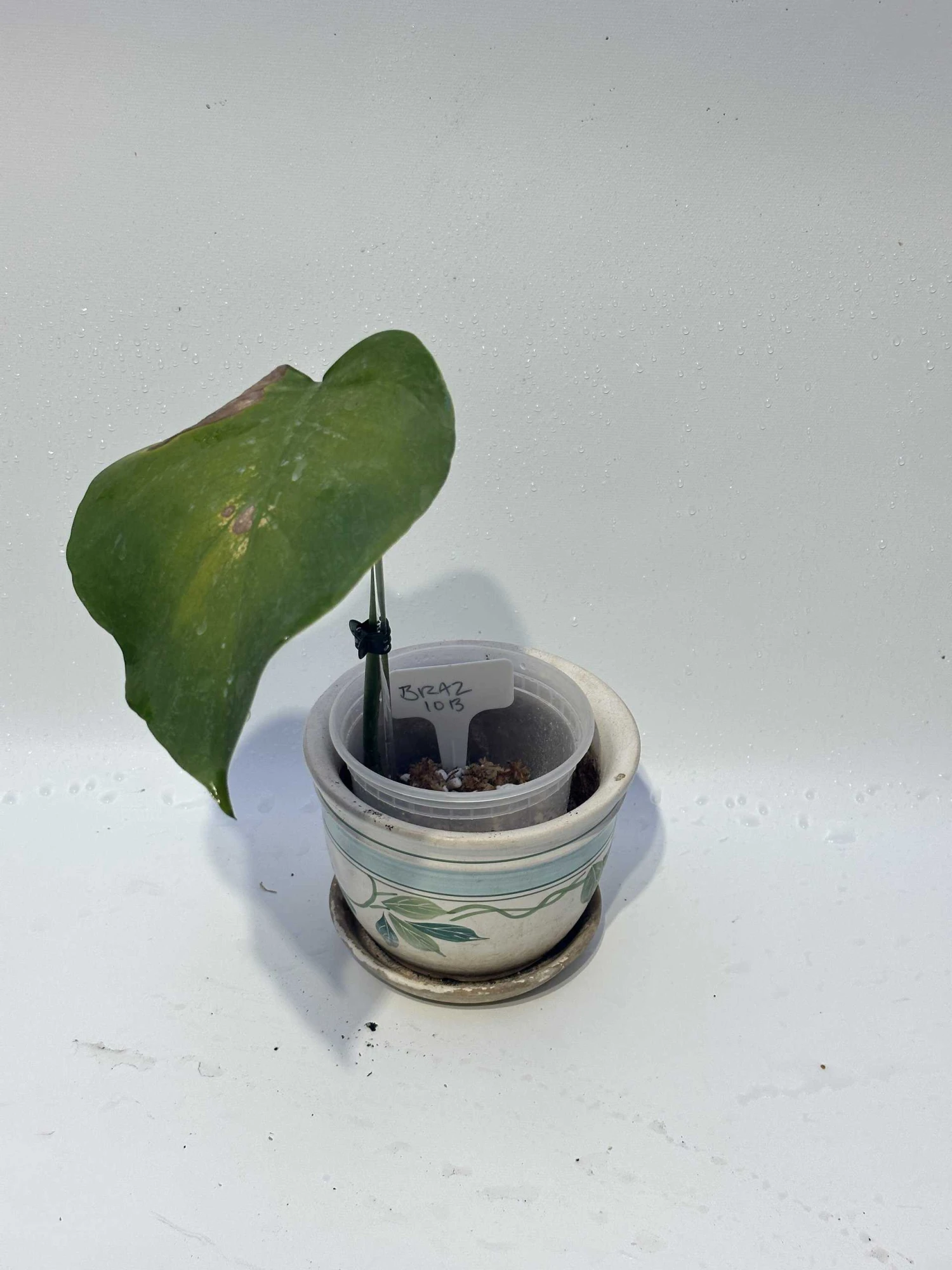 Monstera "brazilian" Common Form 11 Monstera "brazilian" Common Form - Image 9