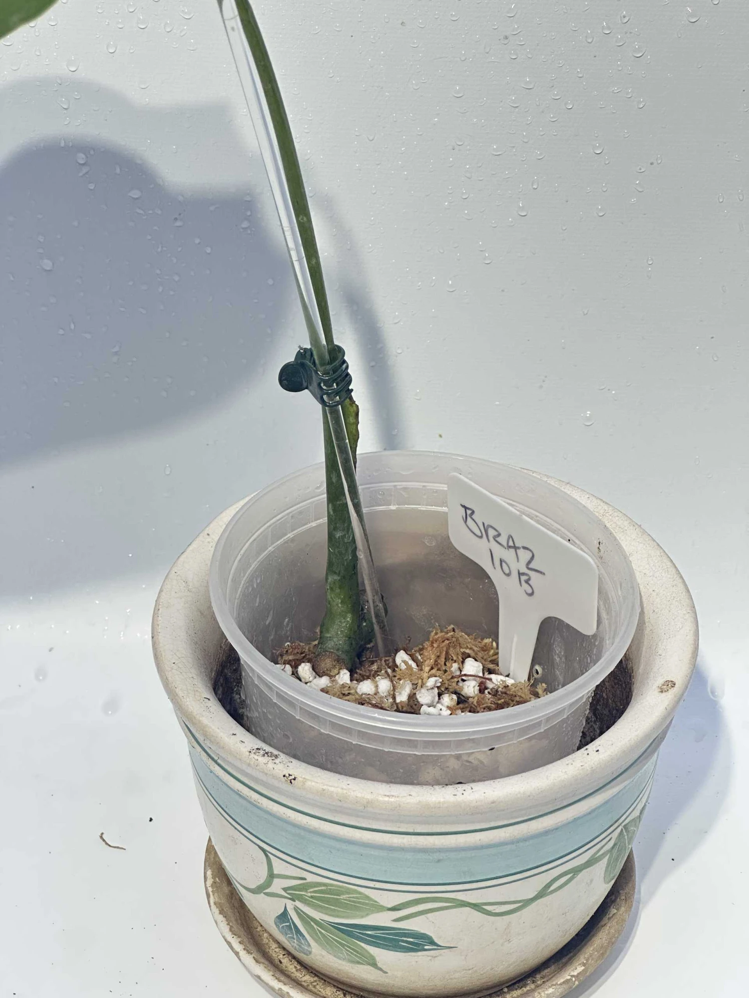 Monstera "brazilian" Common Form 10 Monstera "brazilian" Common Form - Image 8