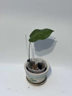 Monstera "brazilian" Common Form 21 Monstera "brazilian" Common Form -Cheap Plantly Store IMG 2262 rotated 1