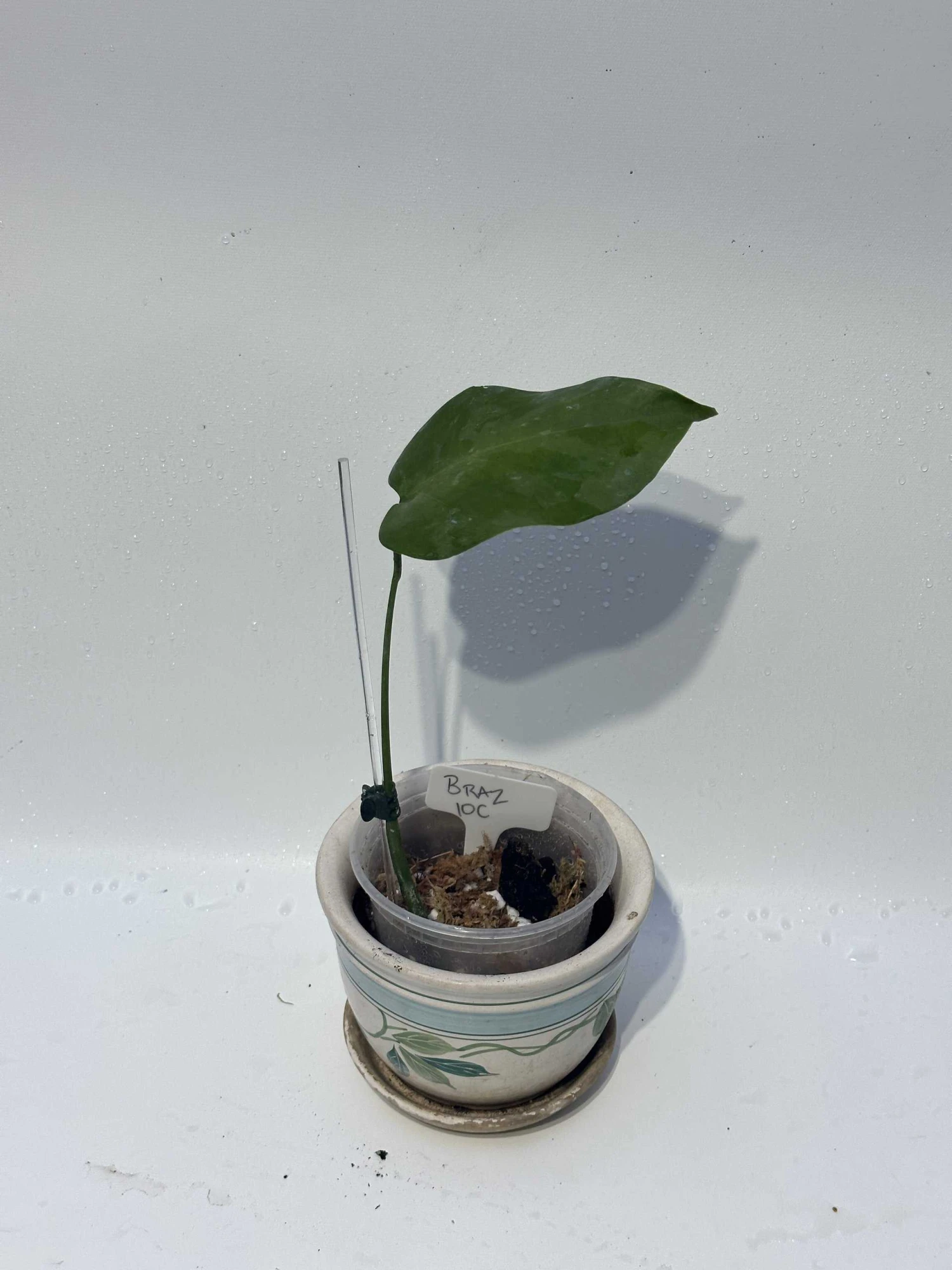 Monstera "brazilian" Common Form 9 Monstera "brazilian" Common Form - Image 7