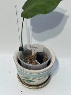 Monstera "brazilian" Common Form 20 Monstera "brazilian" Common Form -Cheap Plantly Store IMG 2263 rotated 1