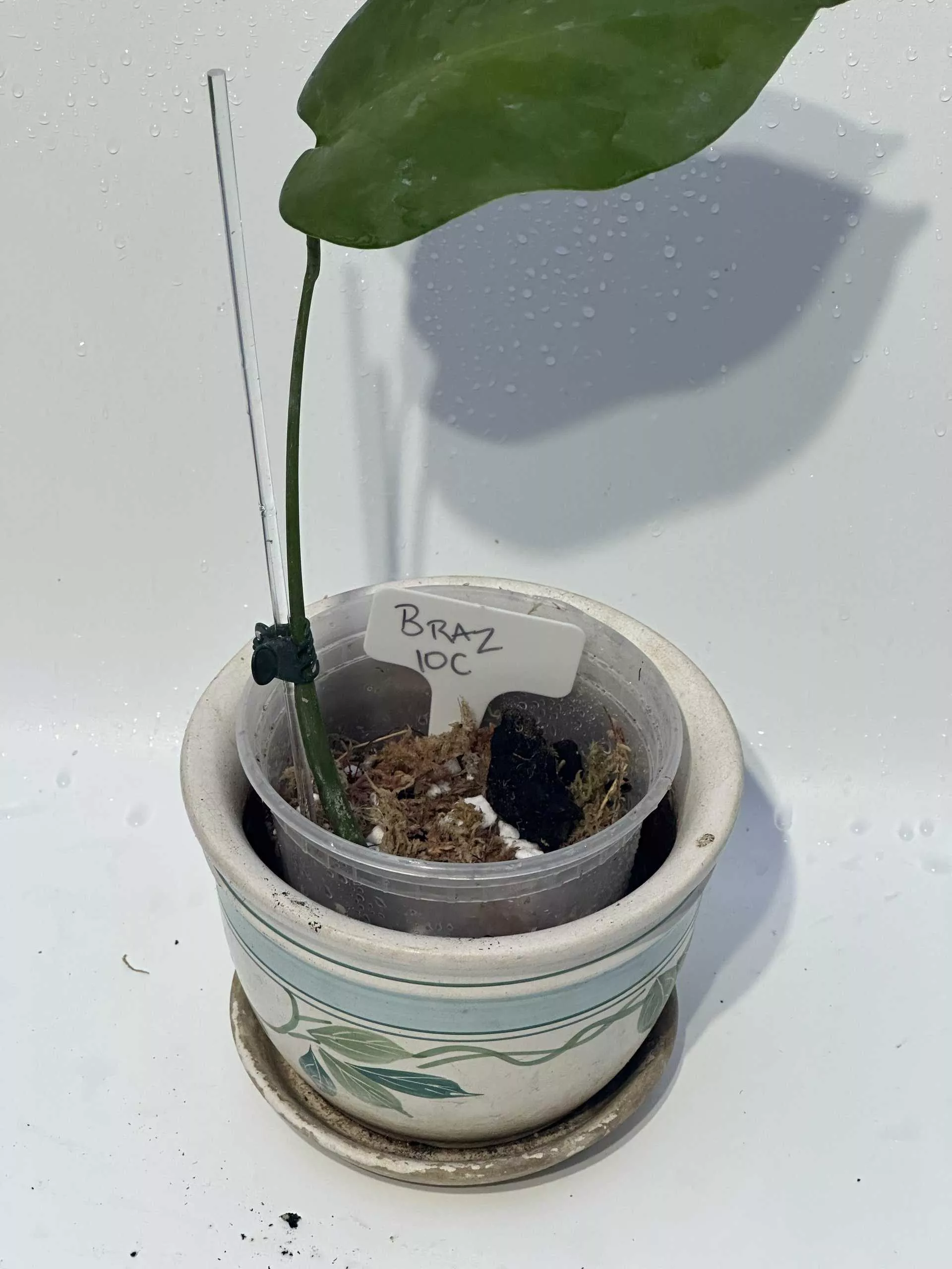 Monstera "brazilian" Common Form 8 Monstera "brazilian" Common Form - Image 6