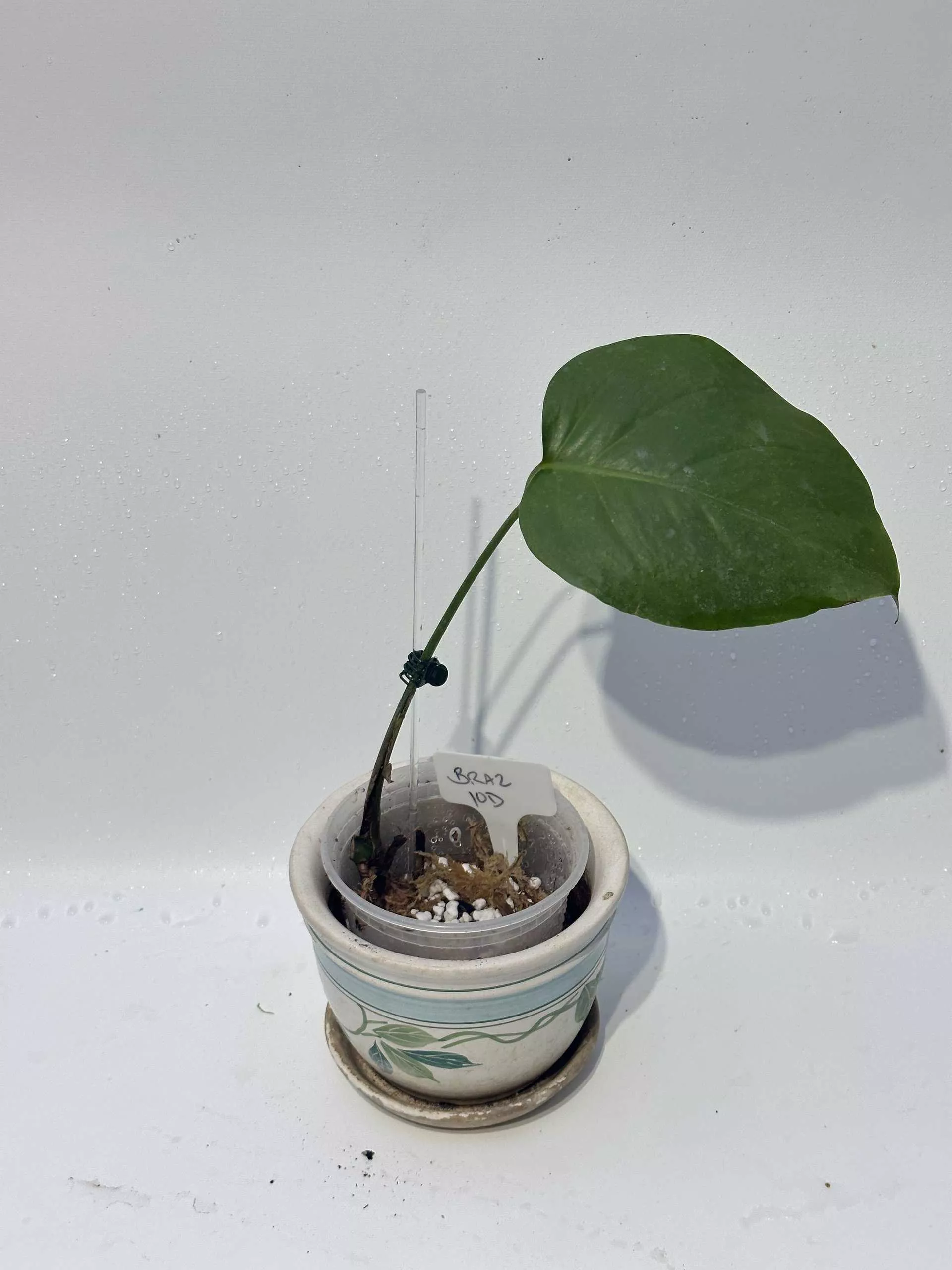 Monstera "brazilian" Common Form 7 Monstera "brazilian" Common Form - Image 5