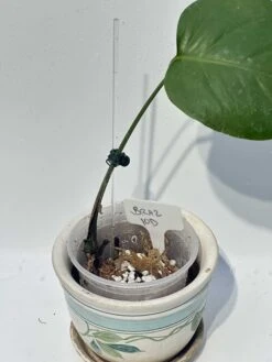 Monstera "brazilian" Common Form 18 Monstera "brazilian" Common Form -Cheap Plantly Store IMG 2265 rotated 1