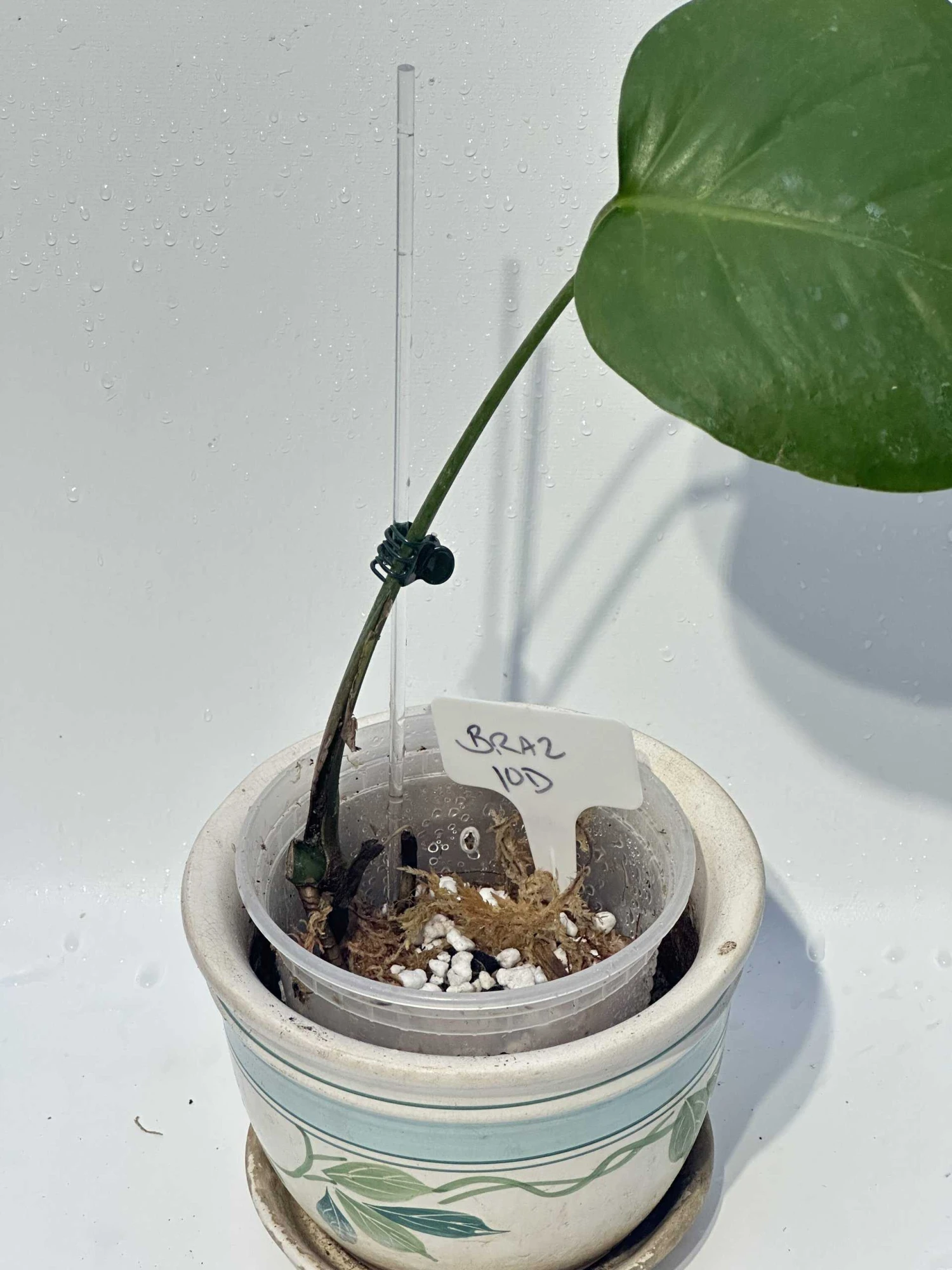 Monstera "brazilian" Common Form 6 Monstera "brazilian" Common Form - Image 4