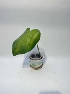 Monstera "brazilian" Common Form 17 Monstera "brazilian" Common Form -Cheap Plantly Store IMG 2266 rotated 1