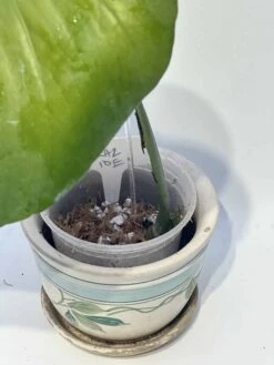 Monstera "brazilian" Common Form 16 Monstera "brazilian" Common Form -Cheap Plantly Store IMG 2267 rotated 1