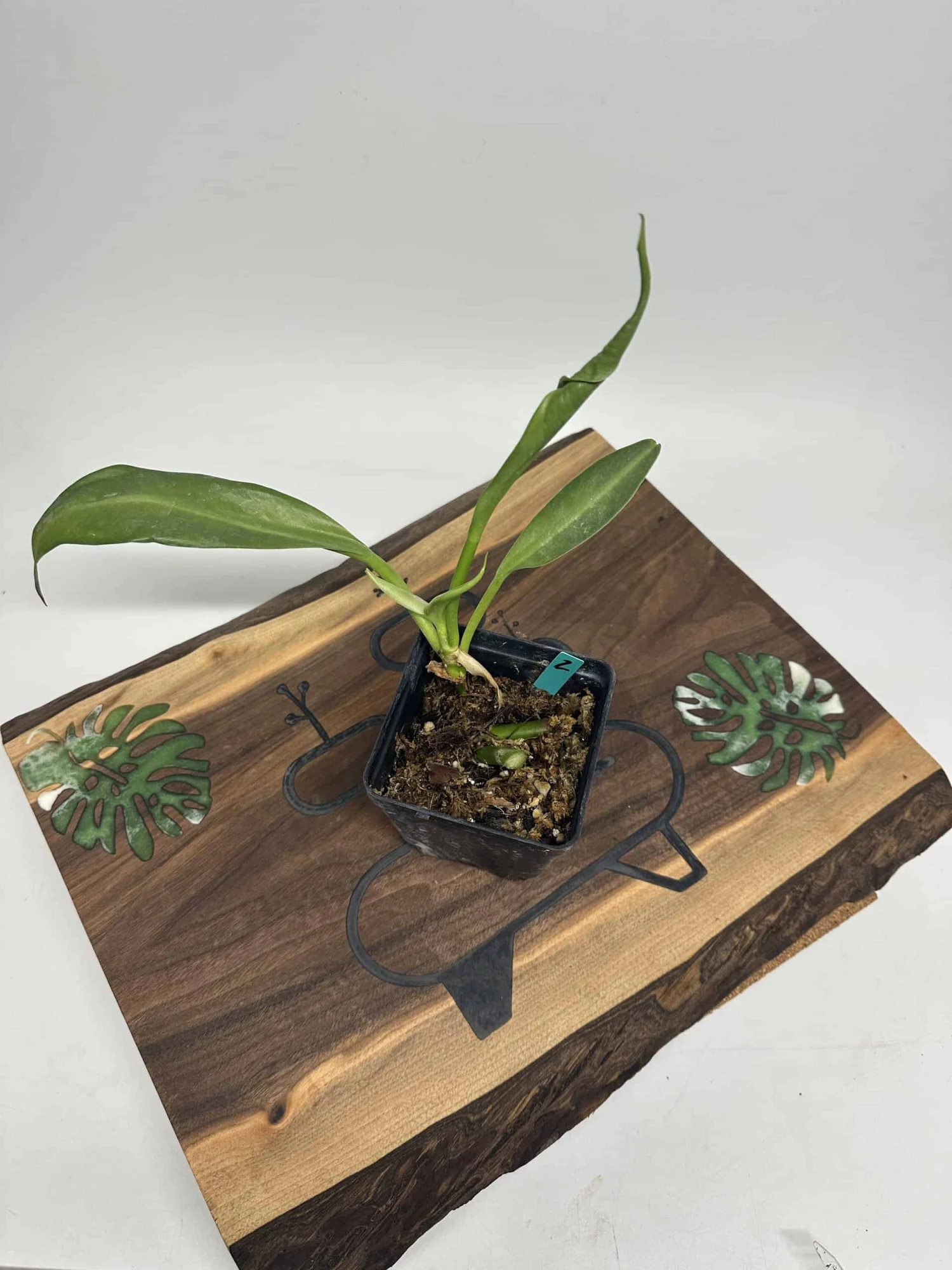 Philodendron Crassinervium 8 Philodendron Crassinervium - Image 6