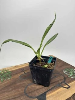 Philodendron Crassinervium 12 Philodendron Crassinervium -Cheap Plantly Store IMG 2282 rotated 1