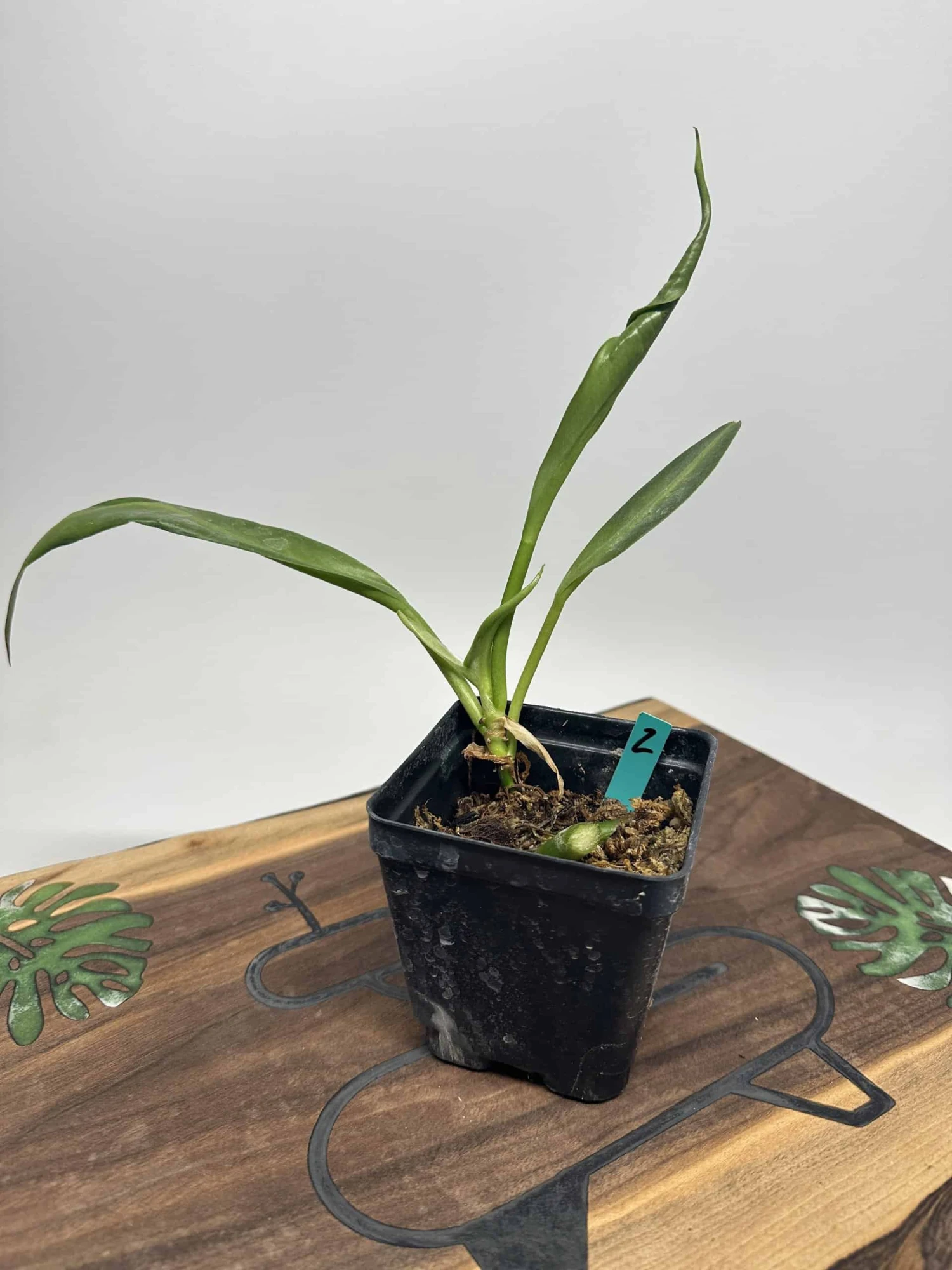 Philodendron Crassinervium 7 Philodendron Crassinervium - Image 5