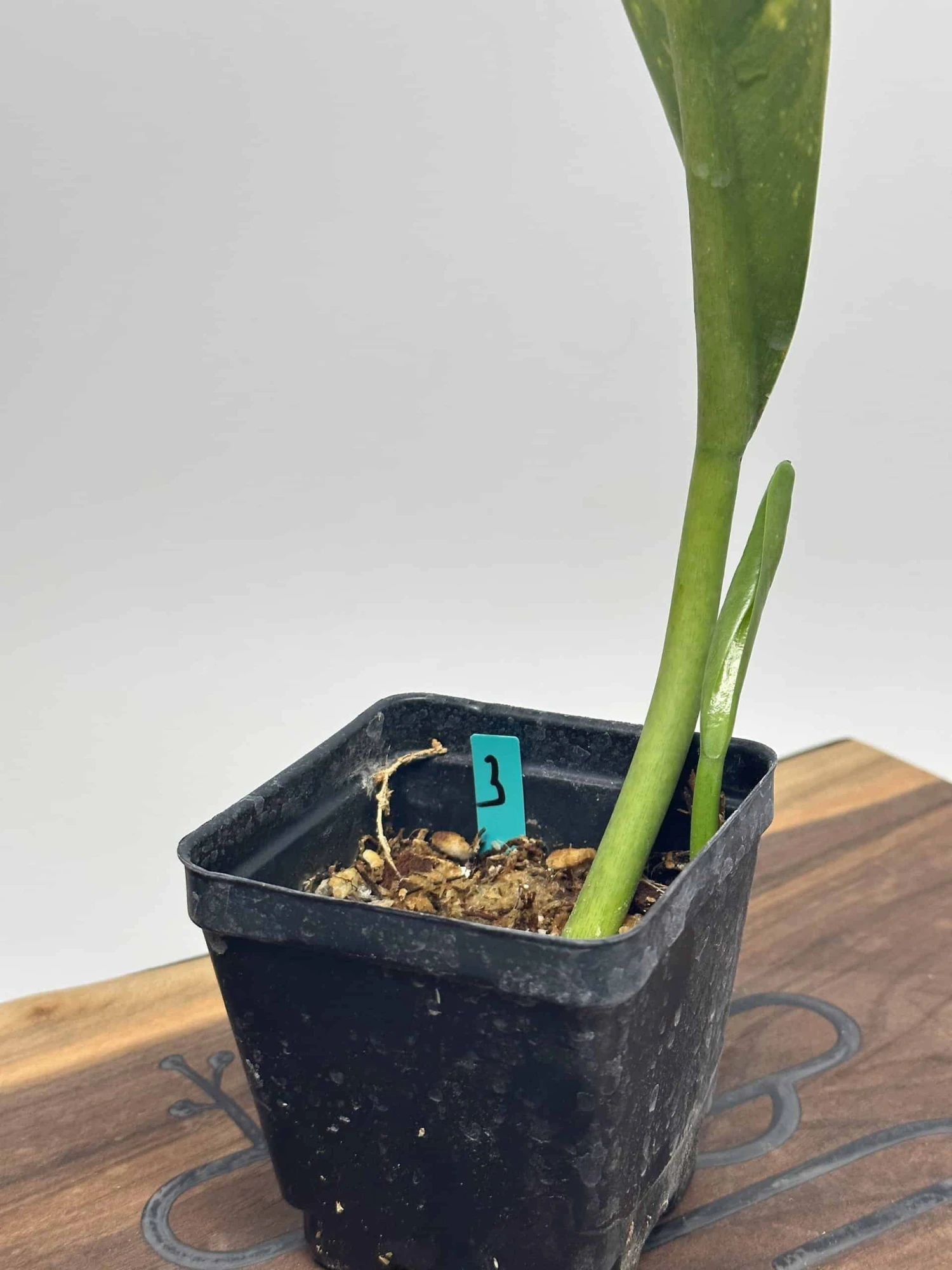 Philodendron Crassinervium 5 Philodendron Crassinervium - Image 3