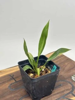 Philodendron Crassinervium 9 Philodendron Crassinervium -Cheap Plantly Store IMG 2285 rotated 1