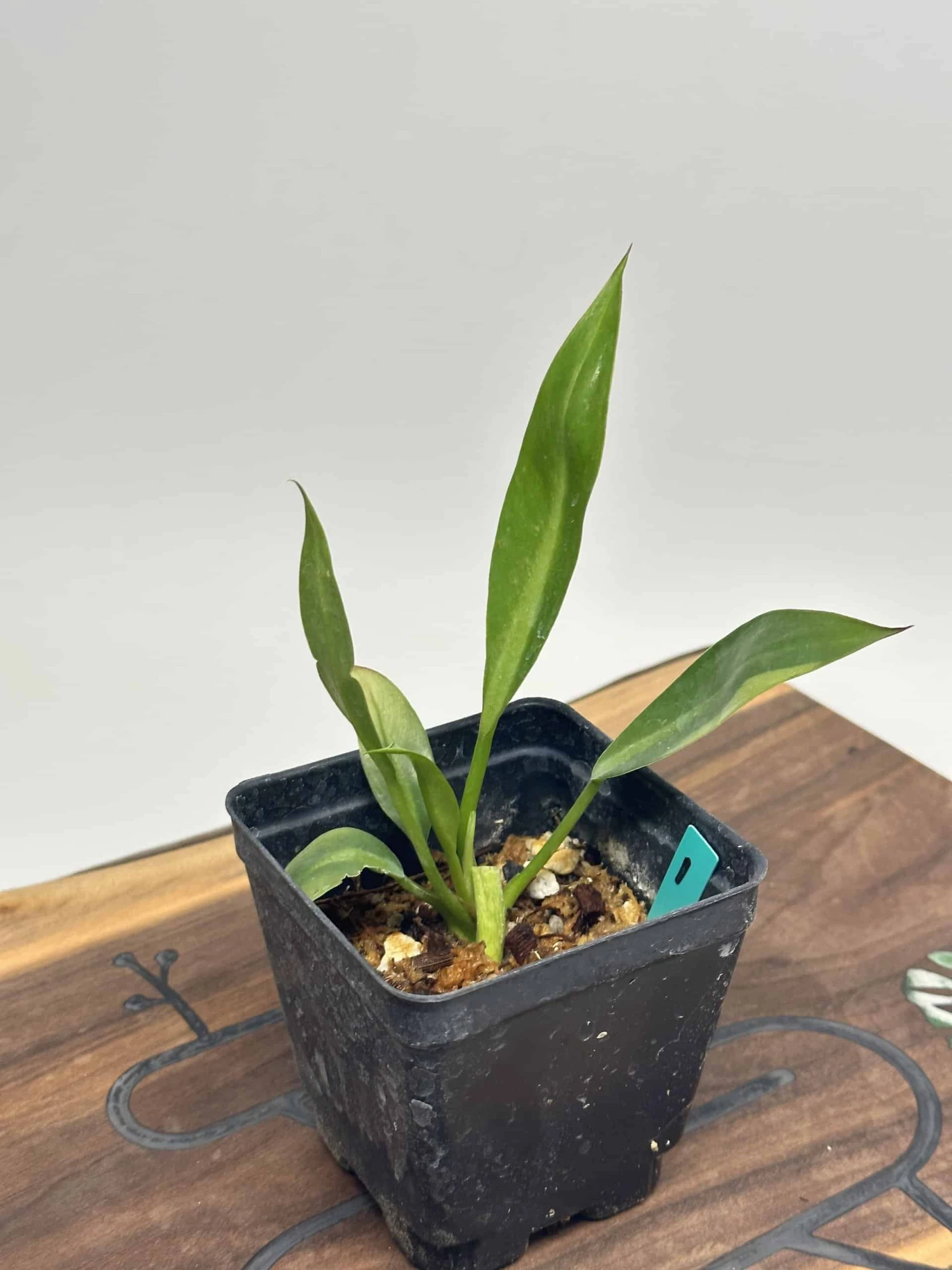 Philodendron Crassinervium 4 Philodendron Crassinervium - Image 2