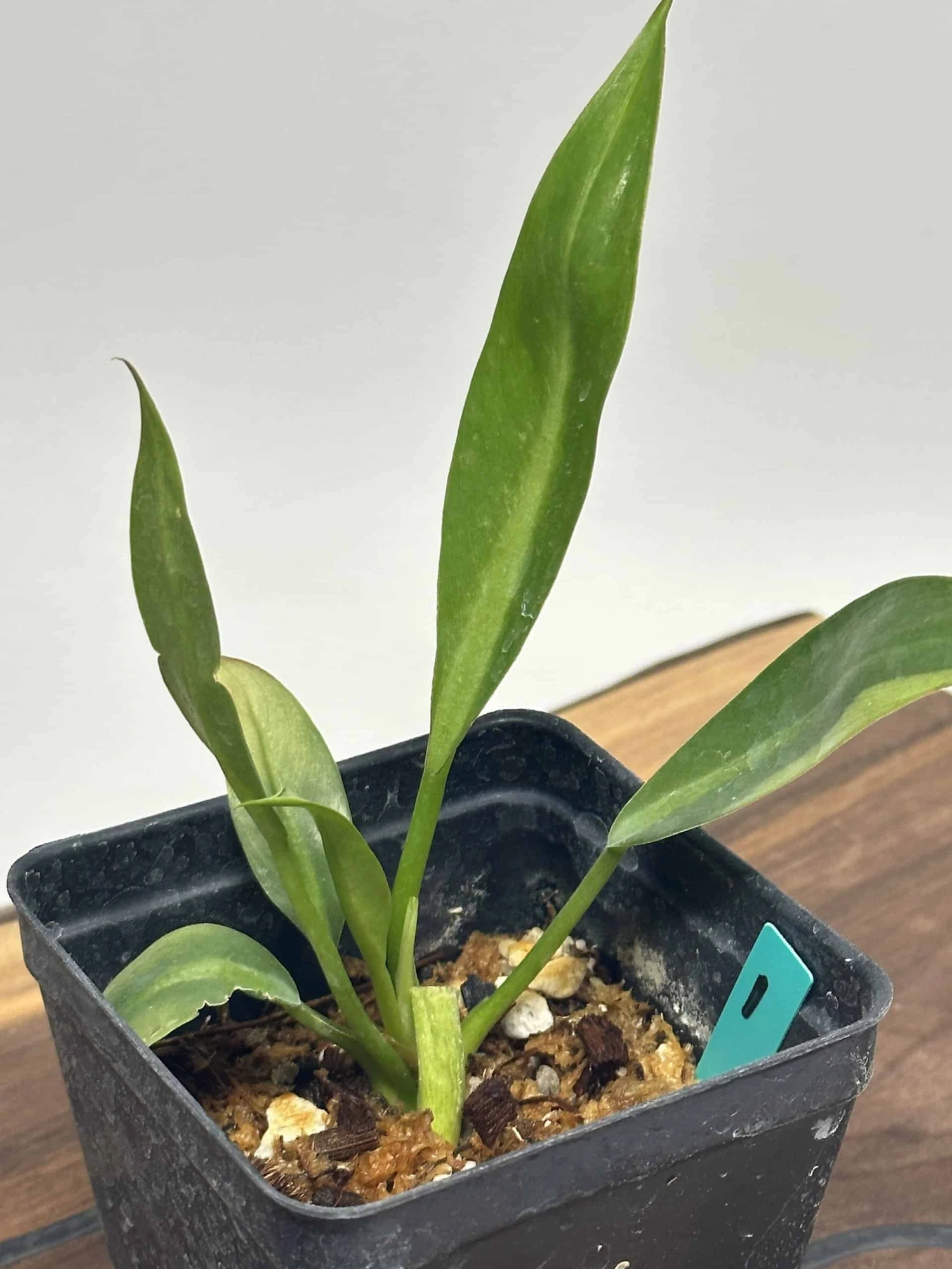 Philodendron Crassinervium 3 Philodendron Crassinervium