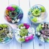 Mini Succulent Terrarium Kit -Cheap Plantly Store IMG 2506