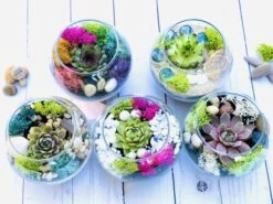 Mini Succulent Terrarium Kit