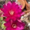 Cactus - Echinopsis Chamaecereus (compact) -Cheap Plantly Store IMG 2636