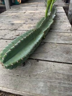 Peruvian Apple Cactus Cutting 60” -Cheap Plantly Store IMG 2640 rotated 1