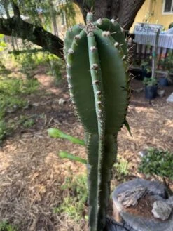 Peruvian Apple Cactus Cutting 60” -Cheap Plantly Store IMG 2646 rotated 1