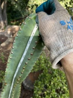 Peruvian Apple Cactus Cutting 60” -Cheap Plantly Store IMG 2650 rotated 1